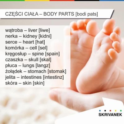 Części ciała po angielsku