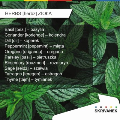 Zioła po angielsku