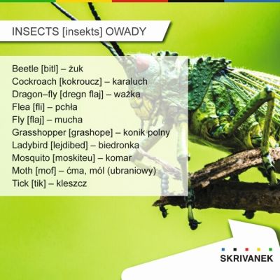 Owady po angielsku