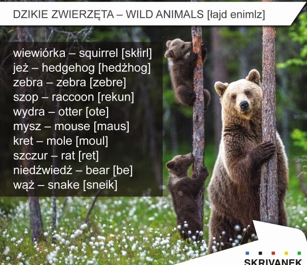 dzikie zwierzęta po angielsku