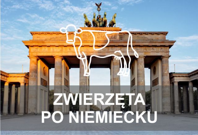 zwierzęta po niemiecku