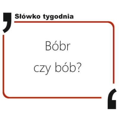 Bóbr czy bób