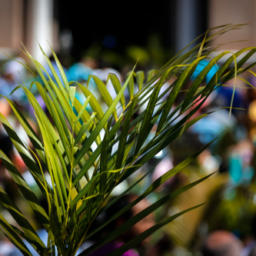 Palmowa Niedziela – tradycja wykonywania palm