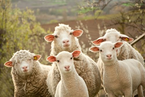 w kraju hoduje się owce, bydło i lamy