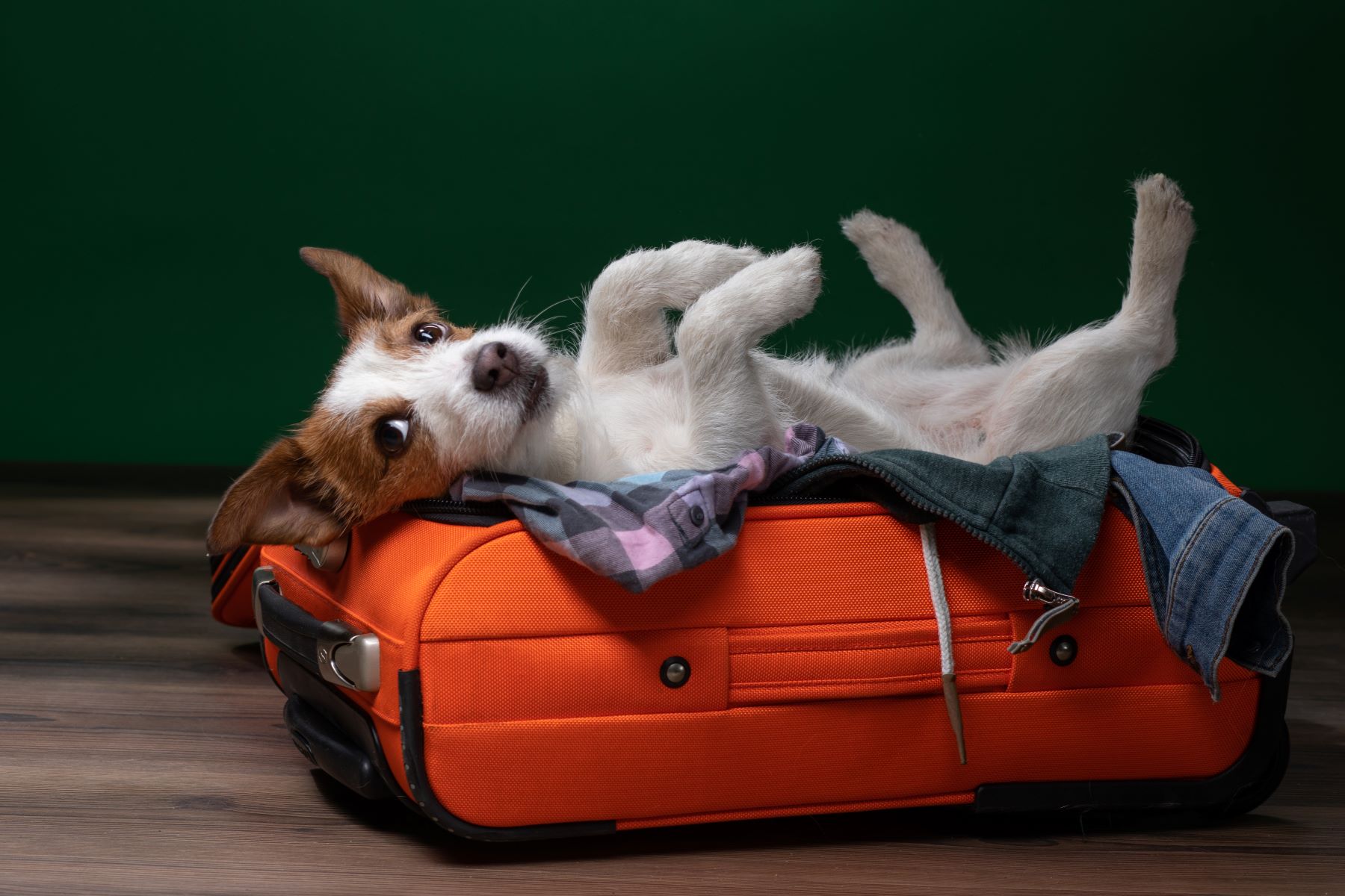 Czy można przewozić psa samolotem
